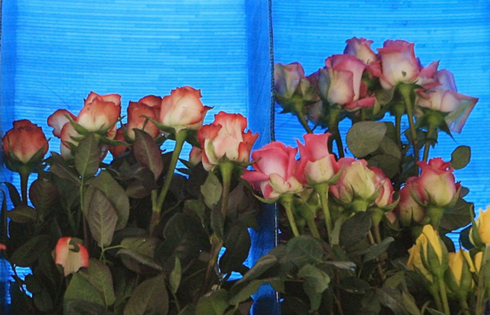 Los regalos de San Valentín | Ver