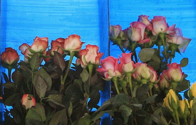  - Heces de vaca para San Valentín