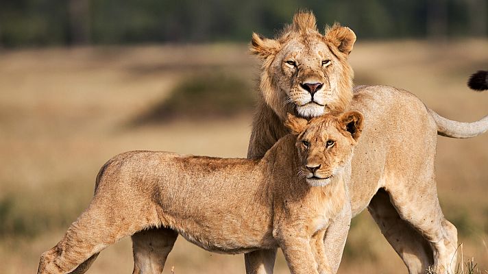 León. Auge y caída de la manada del pantano - Segunda parte