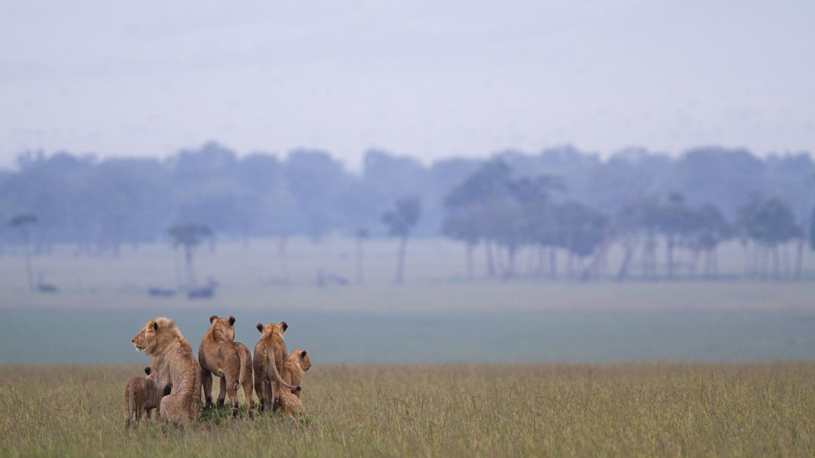 León. Auge y caída de la manada del pantano - Primera parte - ver ahora