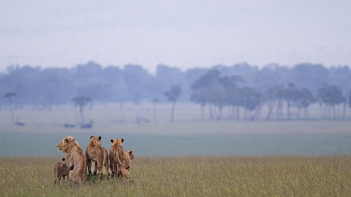 León. Auge y caída de la manada del pantano - Primera parte