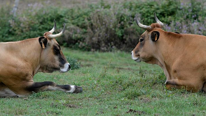 Telediario 1 - 'Vacapop', la app de compra y venta de ganado que acumula más de 42.000 descargas