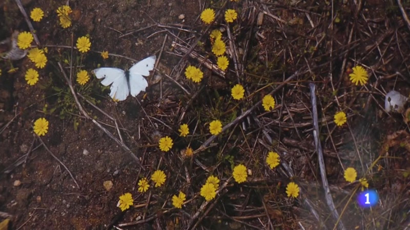 Informativo Telerioja 2 - 04/07/23 - Ver ahora