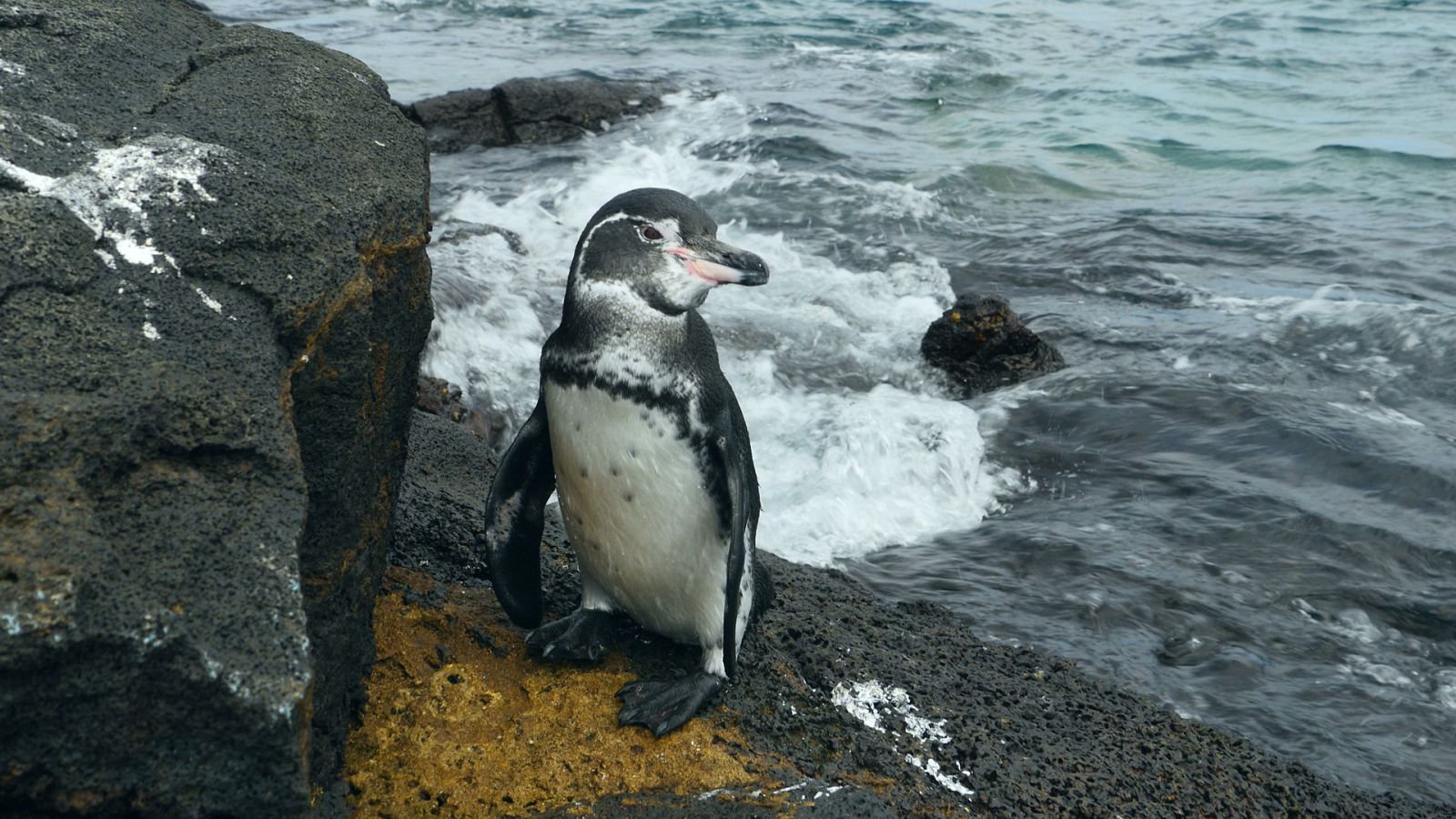 Las Galápagos, la frontera del mundo - Episodio 2: Un océano de confusión - ver ahora