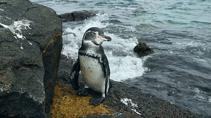 Las Galapagos, la frontera del mundo - Un océano de confusión