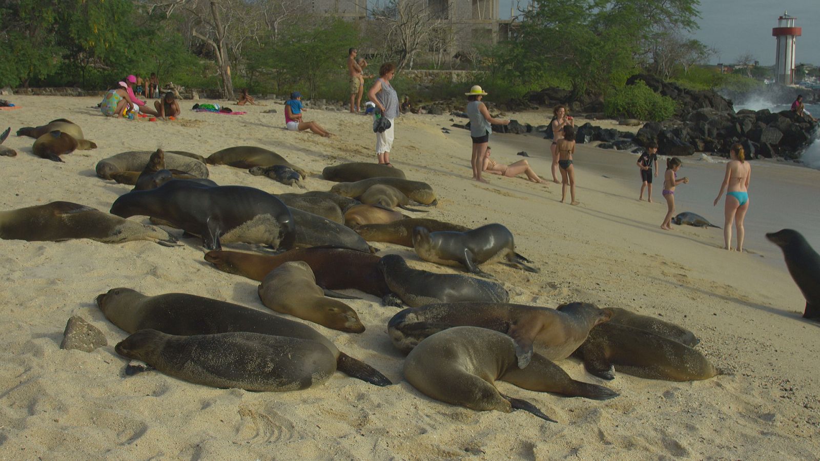 Las Galápagos, la frontera del mundo - Episodio 3: La coexistencia, ¿es posible? - ver ahora