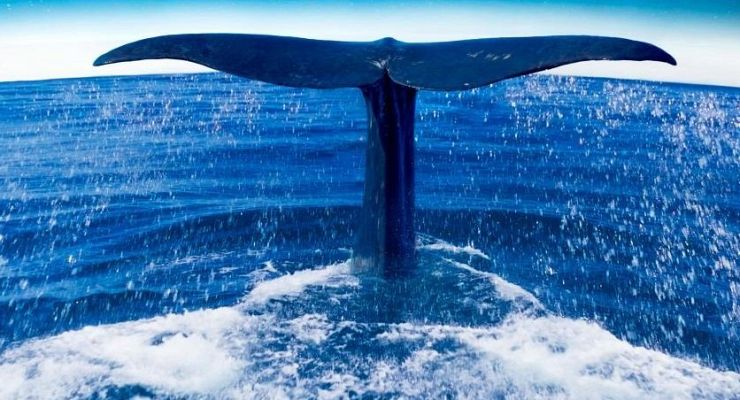 Días de cine - Días de CIne: Las guardianas del planeta.