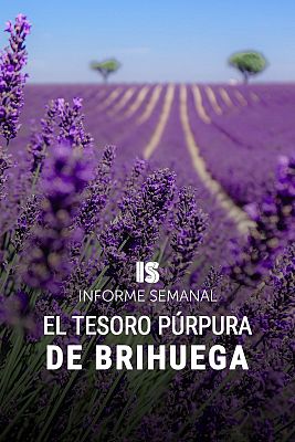 Informe Semanal - El tesoro púrpura de Brihuega