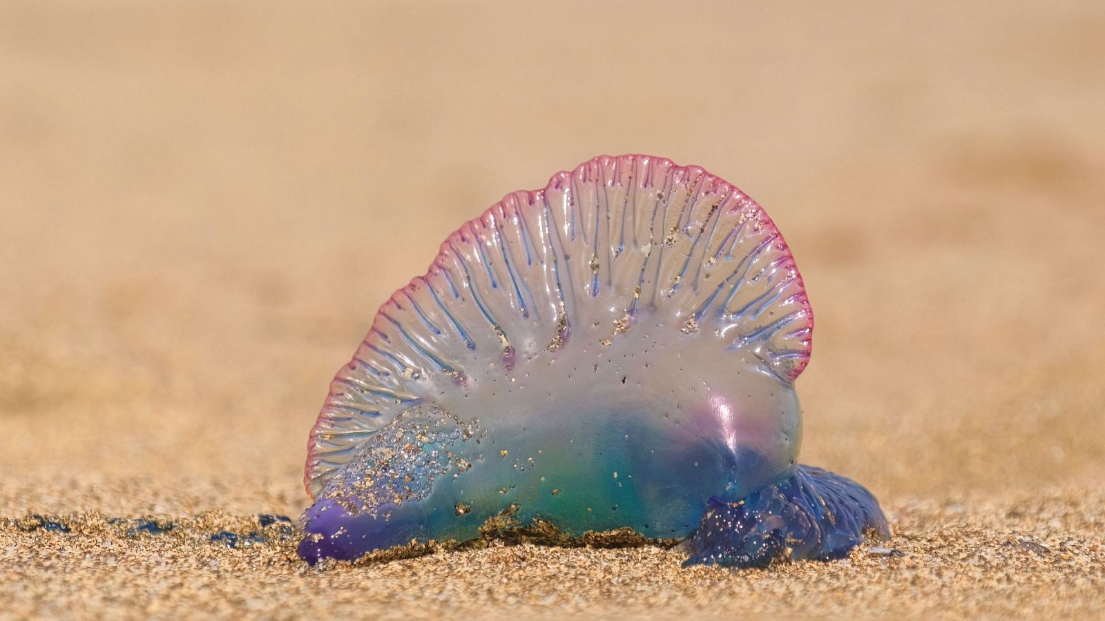Reaparece la carabela portuguesa: han encontrado decenas de ellas en aguas guipuzcoanas - Ver ahora