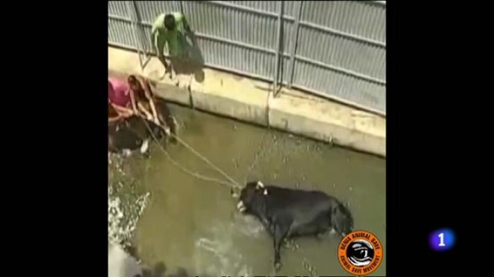 L'informatiu - Comunitat Valenciana - L'Informatiu Comunitat Valenciana 1 - 11/07/23