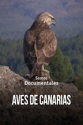 Somos Documentales - Aves de Canarias