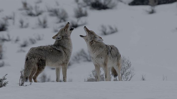 Somos Documentales - El Coyote: El segundón de Yellowstone