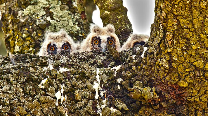Somos Documentales - Novatos, mis primeros días en la vida