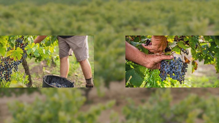 Noticias Andalucía - Se adelanta la vendimia en Montilla