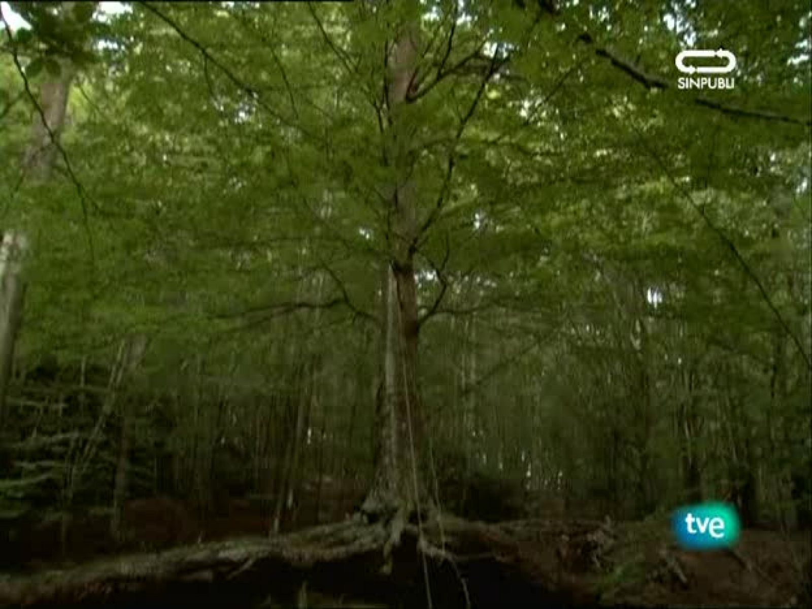 Metrópolis - 1001 noches con Metrópolis - Metrópolis | Ver