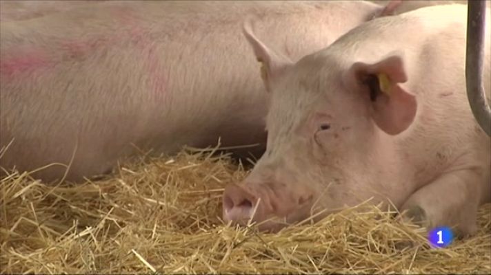 L'Informatiu - Preocupació al sector porcí per la nova regulació