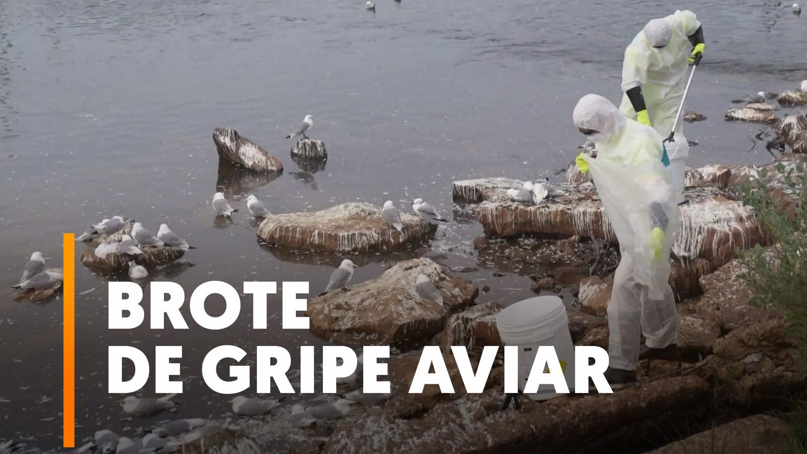 Muerte masiva de aves en el norte de Noruega por un brote de gripe aviar