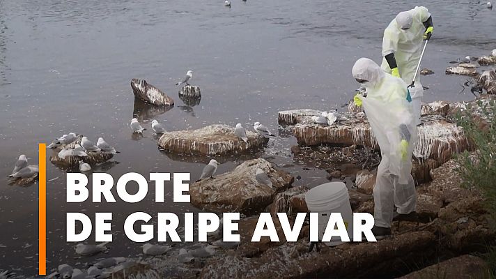  - Muerte masiva de aves en el norte de Noruega por un brote de gripe aviar