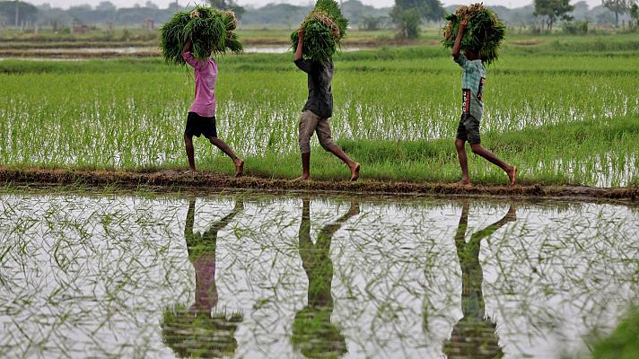 Telediario 2 - India prohíbe la exportación de arroz y ahonda aún más en la crisis alimentaria