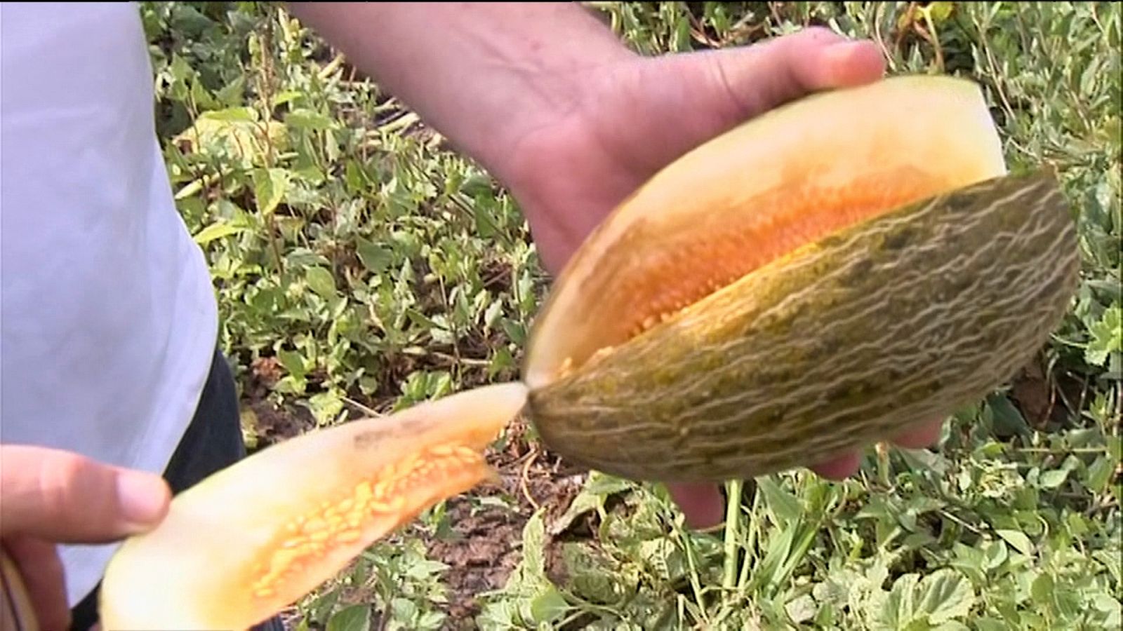 La collita d'enguany de melons s'ha reduït a la mitat