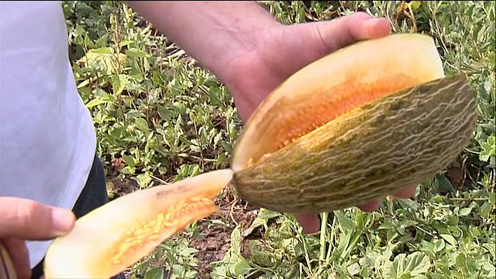 L'informatiu - Comunitat Valenciana - La collita d'enguany de melons s'ha reduït a la mitat