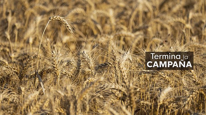 Noticias Andalucía - Cereal ante el reto de la sequía