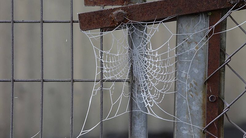 Un estudio relaciona tener fobia a ciertos animales con la extensión de las ciudades