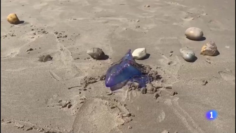 Panorama Regional 2 - 26/07/2023 - Ver ahora