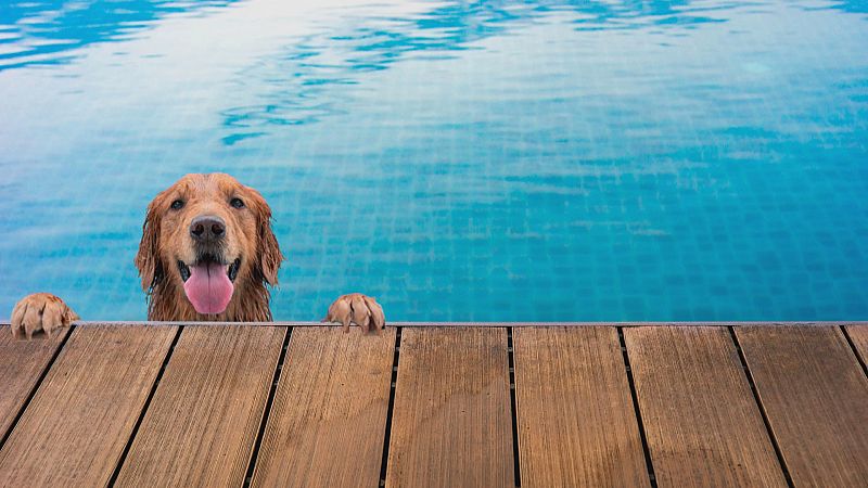 Los animales también sufren el calor