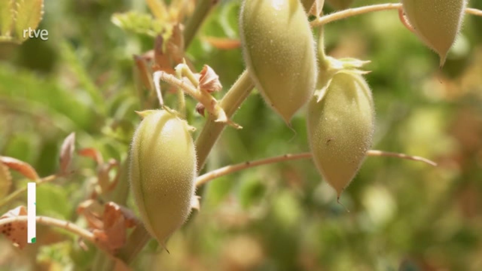 Aquí la Tierra - ¿Cuándo son verdes los garbanzos?