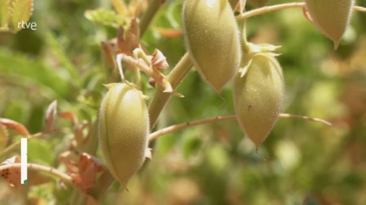 Aquí la Tierra - ¿Cuándo son verdes los garbanzos?