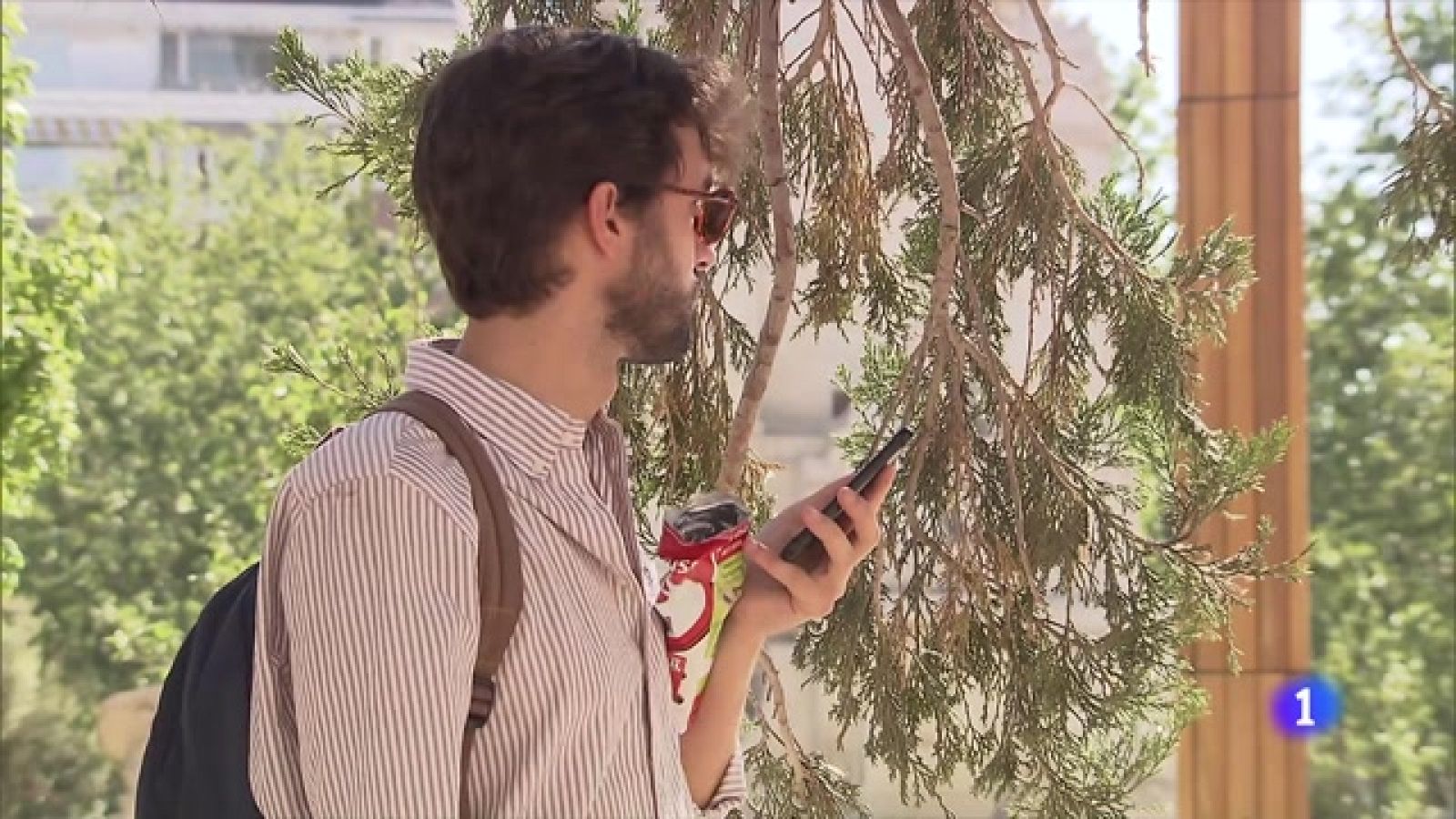 España, líder en el consumo de pipas de girasol -Ver ahora