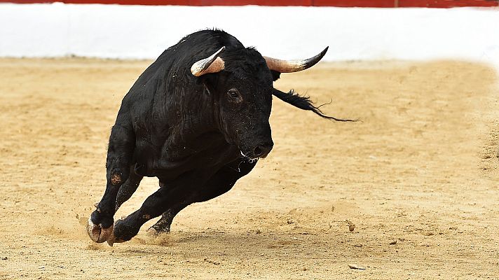Telediario 1 - Susto en los 'bous al carrer': sueltan nueve toros durante el pasacalles con decenas de niños y jóvenes