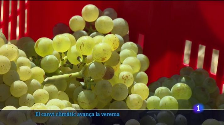 Informatiu Balear - El canvi climàtic avança la verema