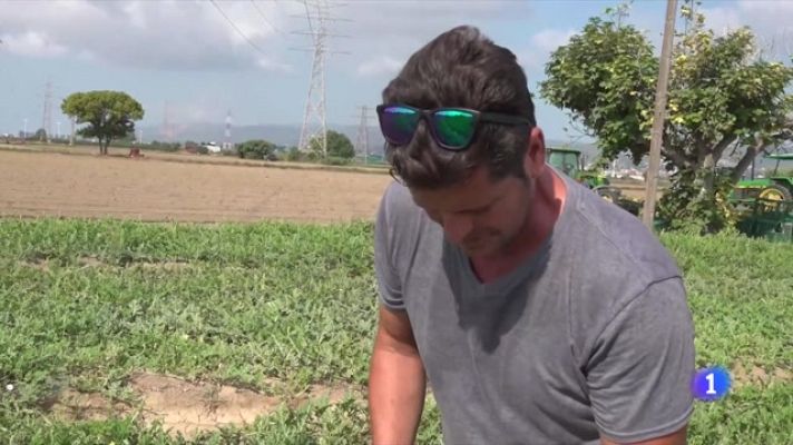 L'Informatiu - La millor collita de meló i síndria dels darrers estius al Prat