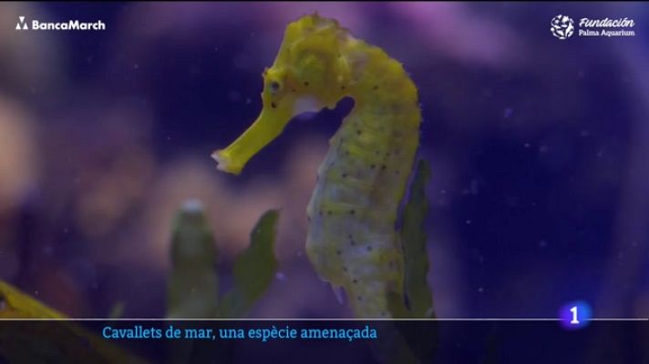 Informatiu Balear - Cavallets de mar, una espècie amenaçada