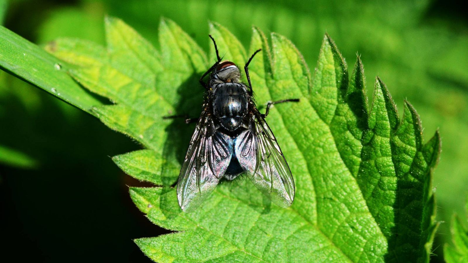 Alerta por la mosca negra en España