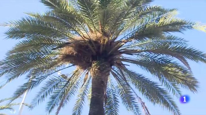 L'Informatiu - L'Ajuntament no s'explica per què va caure la palmera