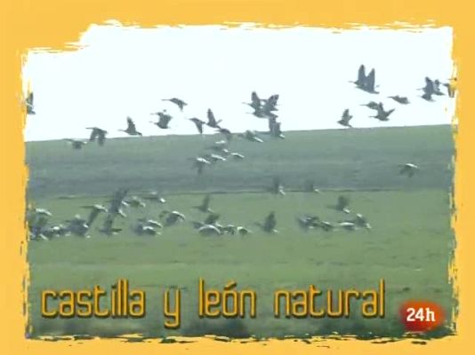 Natural - Llega la "slow food"