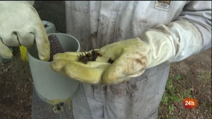 L'Informatiu - La producció de mel es desploma per culpa de la vespa asiàtica