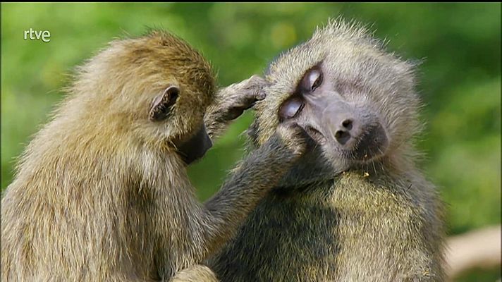 África extrema - El Parque Nacional del Lago Manyara