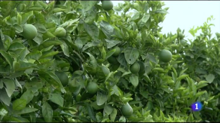 L'informatiu - Comunitat Valenciana - L'Informatiu Comunitat Valenciana 1 - 08/08/23