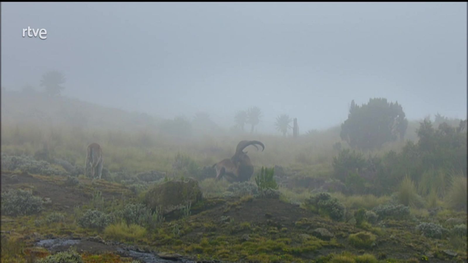 África extrema - Episodio 3: Las montañas Simien - ver ahora