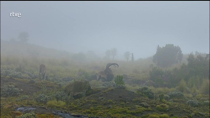 África extrema - Las montañas Simien