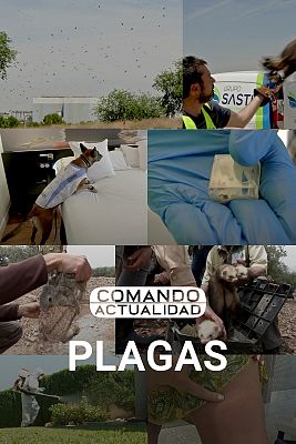 Comando Actualidad - Plagas