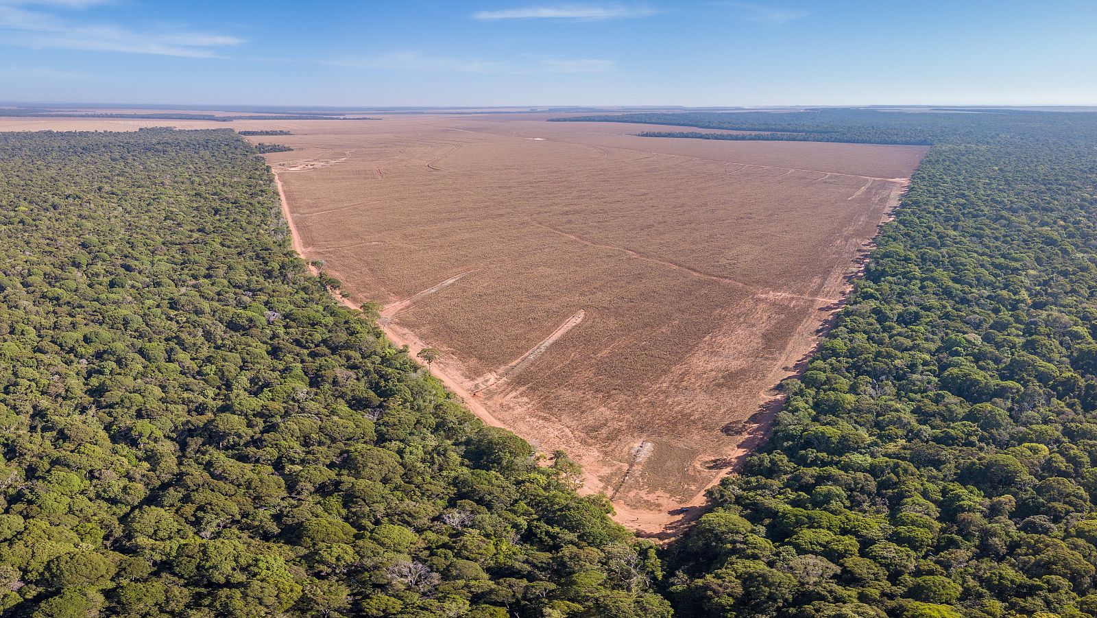 Grandes multinacionales venden carne y otros productos brasileños de áreas deforestadas