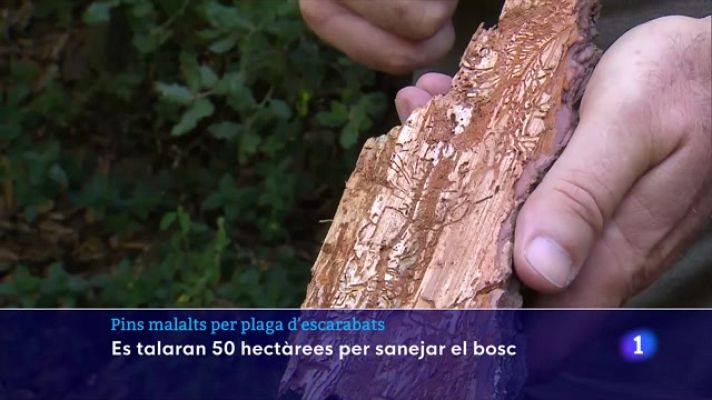 L'Informatiu - Detecten pins malalts per plaga d'escarabats