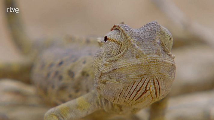 África extrema - Los secarrales del sur