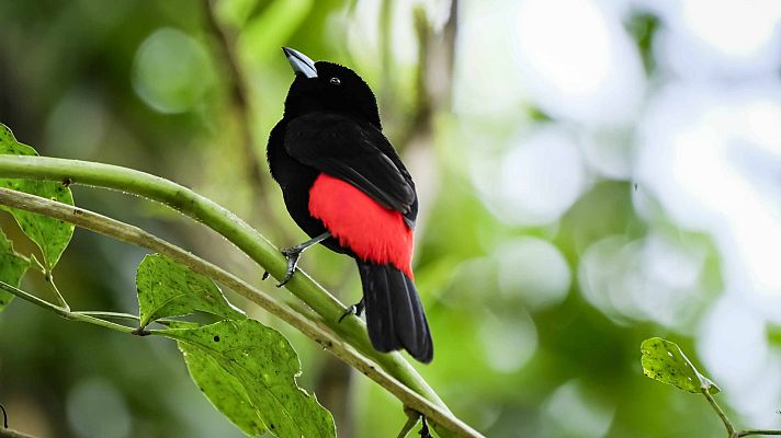 Telediario 2 - La deforestación amenaza a las especies del Amazonas