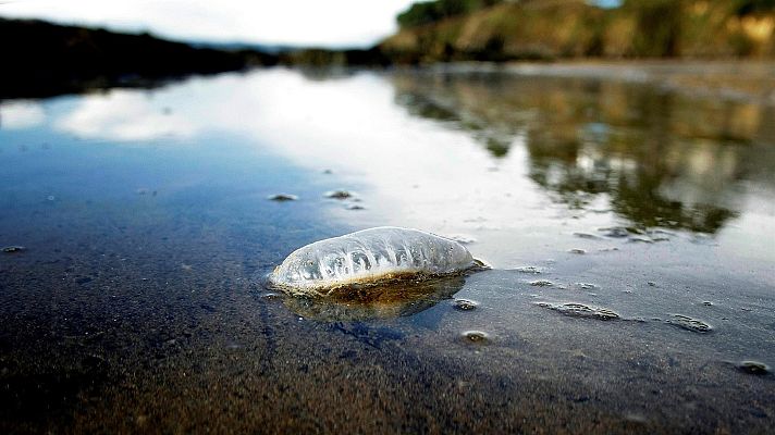 Hablando claro - Las playas de varias comunidades, en alerta por la carabela portuguesa: te contamos dónde